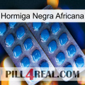 African Black Ant viagra2